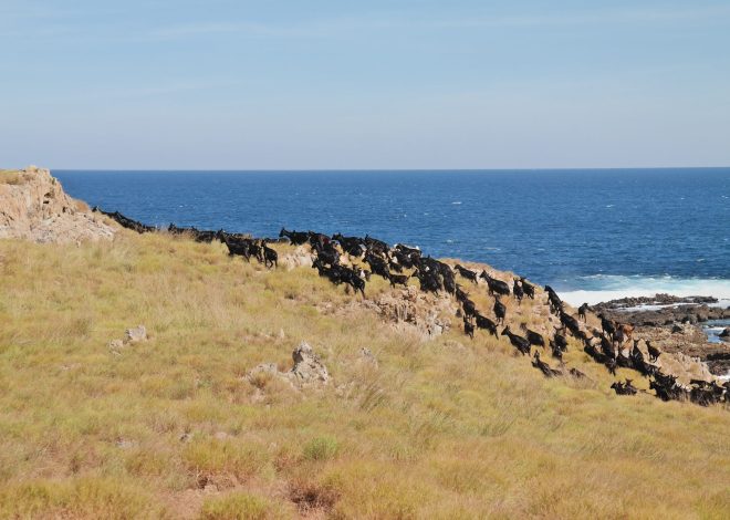 Seluruh Pulau Hanya Dihuni Kambing, Intip Pulau Kambing di Nusa Tenggara Timur